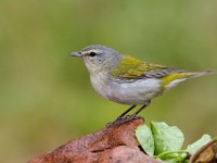 A2Z3665c  Tennessee Warbler (Oreothlypis peregrina) - male